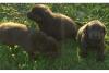 braun ,  schwarze und weiße Labrador Welpen 