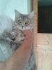 savannah bengalenmix