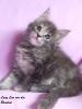 Bezaubernde Maine Coon Kitten in BLUE,  RED,  CREAM,  BLACK TABBY