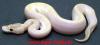 Verkaufe Königspython Python regius verschiedene Varianten _ _ _ _ _ _ _ _ _ _ _ _ _ _ _ _ _ _ _ _ _ 