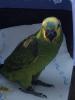 Blaustirnamazonenbaby gesucht