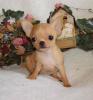 Mini - Chihuahua welp!!!!