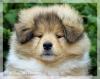 Colliewelpen mit VDH Papieren