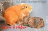 Ridgebackmeerschweinchen von den  Stars with Broken Wings 