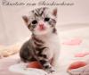 Britisch Kurzhaar /  BKH /  silver-tabby