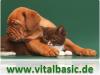 Wie selbst gekocht und eingeweckt,  gesundes Hundefutter & Katzenfutter