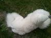 Poodles Leave In,  Conditioner und Spülung für Langhaarhunde,  Hunde mit empfindli