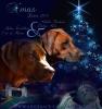 Rhodesian Ridgebackwelpen aus der Nordheide aus internationaler Outcrossverpaaru
