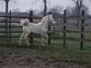 Partbred Araber Cremello Stutfohlen
