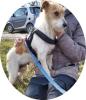 PICUR - 38 cm - TRAUMHUND IN NOT! (aus dem Tierschutz)