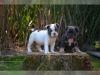 Reinrassige Französische Bulldogge Welpen