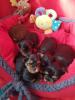 Yorkshier Terrier Welpen,  black and tan,  Rüde + Hündin mit Ahnentafel
