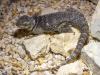 0, 3 Blaue-Stachelleguane (Sceloporus cyanogenys) abzugeben