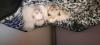 Bkh/ Siam Kitten 