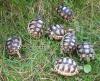 Breitrandschildkröten NZ 2019