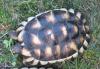 Breitrandschildkröte mit 500 Gramm