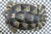 weibliche Breitrandschildkröte mit 1 kg