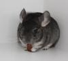 Chinchillas - viele Jungtiere zur Auswahl