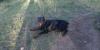 Dobermann 