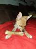 rehpinscher weibchen 7 monate