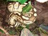 Python regius,   Königspython,  0, 1 Lesser yellowbelly und 1, 0 Classic 