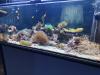 Aquarium Komplett  Meerwasser 