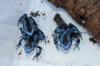 Dendrobates auratus  calobre 