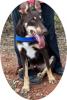 ROY - 53 cm - JUNGER Schäferhund - Husky Mix IN NOT! (aus dem Tierschutz)