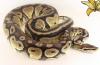 Königdpythons Adult,  Alle Proven Breeder