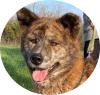 VACAK -  58 cm - AKITA MIX IN NOT! (aus dem Tierschutz)