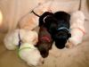 Labradorwelpen suchen bald ein neues Zuhause