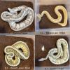 2, 2 Königspythons   Python regius  abzugeben