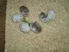 Roborowski Zwerghamster in tollen Farben,  Hamster 1 Monat alt