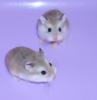Junge Zwerghamster,  kleine Hamster