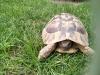 Griechische Landschildkröte  NZ 2007