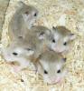 Kleine Zwerghamster abzugeben,  junge Hamster