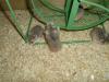 Laufrad für Hamster,  17 cm,  Hamsterrad
