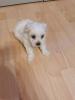 Malteser Welpen 