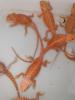 Seltene rote Bartagamen Pogona Vitticeps zu kaufen