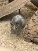 Degu männlich gescheckt