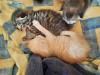 Edelmix Sibirische Waldkatze und Bengal Kitten