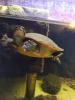 Rotbauch-Spitzkopf-Schildkröte inkl. komplettem Aquarium abzugeben --zu verschen