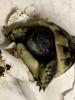 Griechische Landschildkröten abzugeben