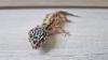 3 Leopardgecko 0.0.3 zu verkaufen