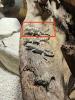 Skorpionschwanzgecko /  Pristurus carteri 