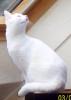 weisse katze geschippt sterilisiert taub aber sehr lieb ca.6 jahr alt