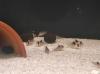 25x Corydoras Burgessi 3, 5 - 4 cm **Rarität**