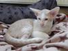 Wunderschöne Orientalenkitten mit Papiere suchen ab sofort ein neues zu Hause!