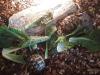 Terrarium mit  2 Schildkröten 