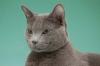 Russisch Blau Zuchtkater zu verkaufen
